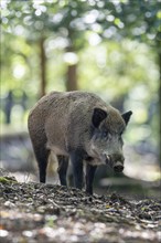 Wild boar (Sus scrofa), boar, Vulkaneifel, Rhineland-Palatinate, Germany, Europe