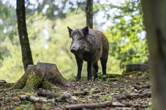 Wild boar (Sus scrofa), Vulkaneifel, Rhineland-Palatinate, Germany, Europe