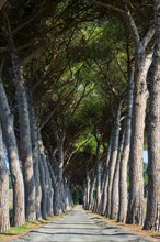 Pine avenue, road, path, avenue, pine tree (Pinus pinea), empty, nobody, idyllic, idyllic, travel,