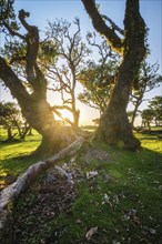 Centuries-old til trees in fantastic magical idyllic Fanal Laurisilva forest on sunset. Madeira