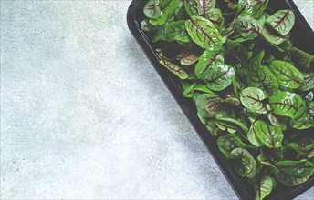 Sorrel, bloody Mary, fresh baby sorrel leaves, with red veins, microgreens, in a black container