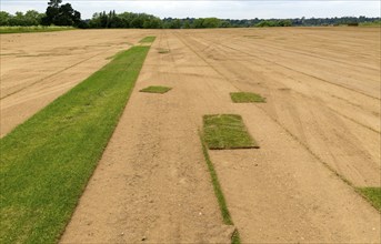 Landscape of flat turf field showing bare soil and pieces of grass turfing, Sutton, Suffolk,