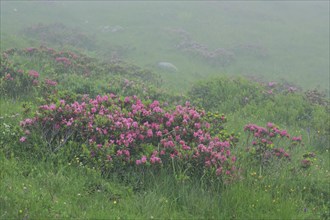 Flowering Rusty-leaved alpenrose perennials, Rhododendron ferrugineum, Swiss Alps