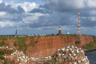 Red coloured sandstone, steep cliff coast of the high seas island Helgoland, home of the gannets,