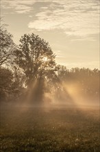 Sunbeams break through a tree in the morning fog and create a warm atmosphere, Magdeburg,