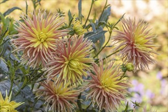 Cabana Banana Cactus Dahlias blooming in a public garden. Close-up dahlias, daylight. Selestat, Bas