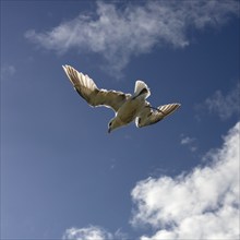 A seagull floats gracefully through the clear blue sky, surrounded by clouds, Cliffs of Moher