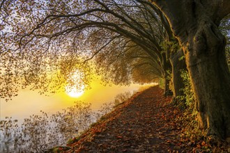 Autumn colours on the Platanen Allee, Hardenberg Ufer, lakeside path on Lake Baldeney, near Haus