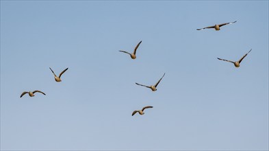 Burchell's sandgrouse (Pterocles burchelli), group in flight, Etosha National Park, Namibia, Africa