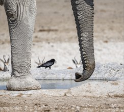 African elephant (Loxodonta africana), detail, trunk, at a waterhole, Nebrowni Waterhole, Etosha