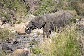 African elephant (Loxodonta africana) drinking at a river, Kruger National Park, South Africa,