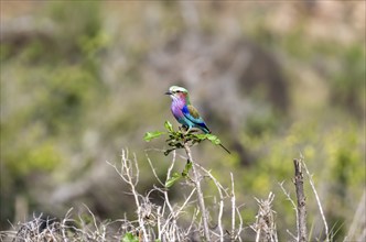 Lilac-breasted roller (Coracias caudatus) sitting on a branch, Kruger National Park, South Africa,