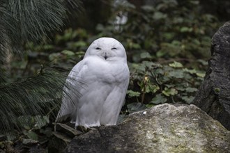 Snowy owl (Bubo scandiacus), Emmen Zoo, Netherlands