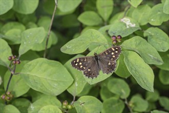 Speckled wood (Pararge aegeria), Emsland, Lower Saxony, Germany, Europe