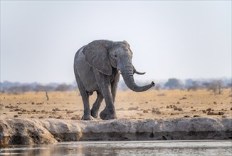 African elephant (Loxodonta africana), at the waterhole, in the evening light, Nxai Pan National