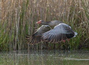 Greylag goose (Anser anser) in flight over a pond, Thuringia, Germany, Europe