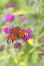 Peacock butterfly (Inachis io) sucking nectar on butterfly bush (Buddleja davidii), in a natural