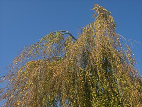 Autumn leaves, autumn colours, leaf colouring, autumn leaf colouring, autumn, East Frisia, Lower