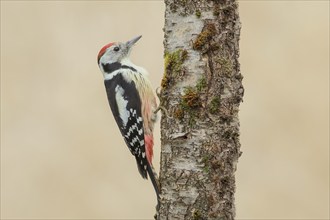 Middle spotted woodpecker (Dendrocopos medius), on a birch tree, wildlife, woodpeckers, nature