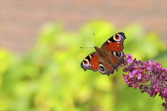 Peacock butterfly (Inachis io) sucking nectar on butterfly bush (Buddleja davidii), in a natural