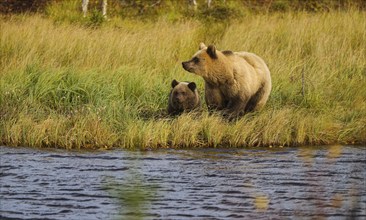 Female bear with cub (Ursus arctos), strikingly light-coloured fur, in tall grass by the water,