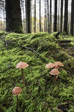 Golden yellow roughhead (Cortinarius gentilis) in spruce forest, Emsland, Lower Saxony, Germany,