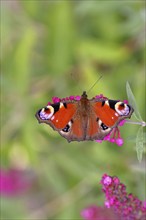 Peacock butterfly (Inachis io) sucking nectar on butterfly bush (Buddleja davidii), in a natural