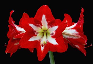 Frontal view of a bright red amaryllis with bold petals against a contrasting black background