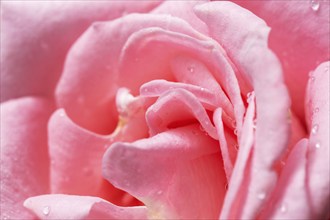 Macro photograph of a pink rose blossom with visible water droplets on the petals, Rose (Rosa)