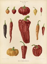 Vegetables, peppers and chilli peppers, after Ernst Samuel Benary (10 November 1819, 19 February