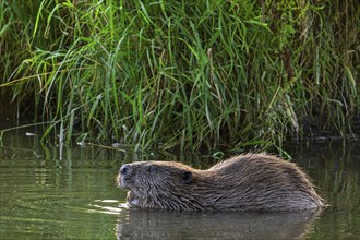 Eurasian beaver, European beaver (Castor fiber) showing large incisors along reed bed, reedbed in