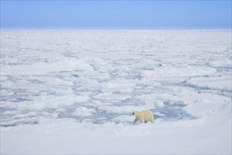 Lone polar bear (Ursus maritimus) hunting on pack ice, drift ice in the Arctic Ocean along the