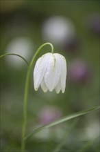 Snake's head fritillary (Fritillaria meleagris), Emsland, Lower Saxony, Germany, Europe