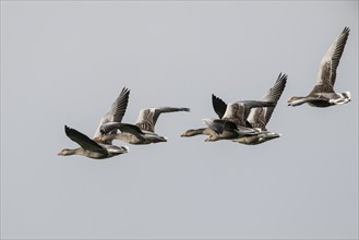 Greylag geese (Anser anser), flying, Emsland, Lower Saxony, Germany, Europe