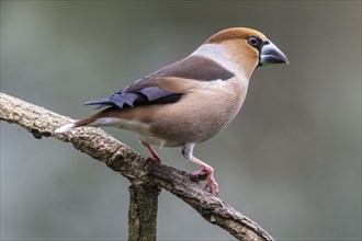 Hawfinch (Coccothraustes coccothraustes), Emsland, Lower Saxony, Germany, Europe