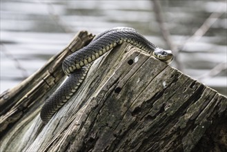 Grass snake (Natrix natrix), Emsland, Lower Saxony, Germany, Europe