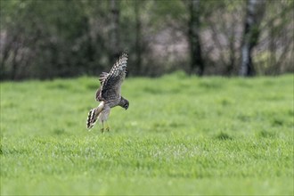 Hen harrier (Circus cyaneus), Emsland, Lower Saxony, Germany, Europe