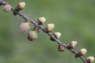 Larch (Larix decidua), male and female flowers, Emsland, Lower Saxony, Germany, Europe