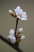 Japanese almond cherry (Prunus tomentosa), Emsland, Lower Saxony, Germany, Europe