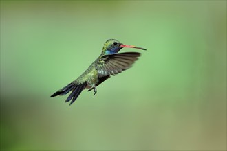 Broad-billed hummingbird (Cynanthus latirostris), adult, male, flying, at feeder, foraging, Sonoran