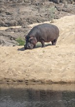 Hippopotamus (Hippopatamus amphibius) on the sandy bank of a river, adult, Kruger National Park,