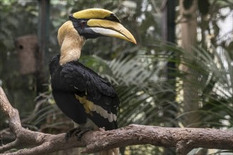 Great hornbill (Buceros bicornis), Walsrode Bird Park, Lower Saxony, Germany, Europe