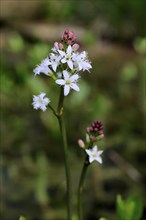 Bitter clover (Menyanthes trifoliata), flowering, blossom, aquatic plant, Ellerstadt, Germany,