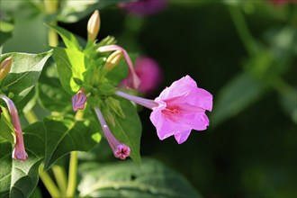 Four o'clock flower (Mirabilis jalapa), flowering, blossom, Elllerstadt, Germany, Europe