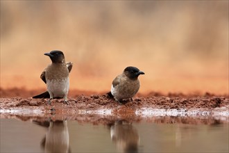 Grey bulbul (Pycnonotus barbatus), adult, group, three birds, at the water, Kruger National Park,