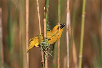 Eastern golden weaver (Ploceus subaureus), adult, male, starts nesting, Saint Lucia Estuary,