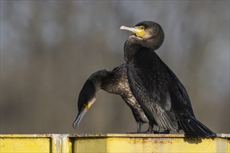 Great cormorant (Phalacrocorax carbo), Emsland, Lower Saxony, Germany, Europe