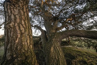 Old Scots pine (Pinus sylvestris), Emsland, Lower Saxony, Germany, Europe