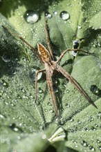 Nursery web spider (Pisaura mirabilis), Emsland, Lower Saxony, Germany, Europe