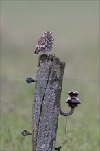 Little owl (Athene noctua), Emsland, Lower Saxony, Germany, Europe